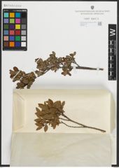 Foto von Salix myrtilloides L.